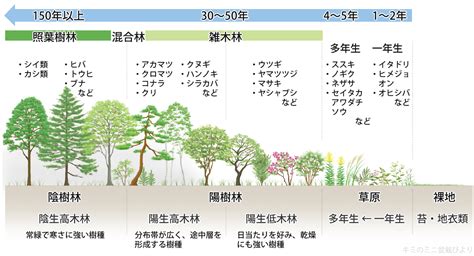 陽樹 陰樹 一覧|雑木林の遊歩道～植生【植物の生態のまとめ】